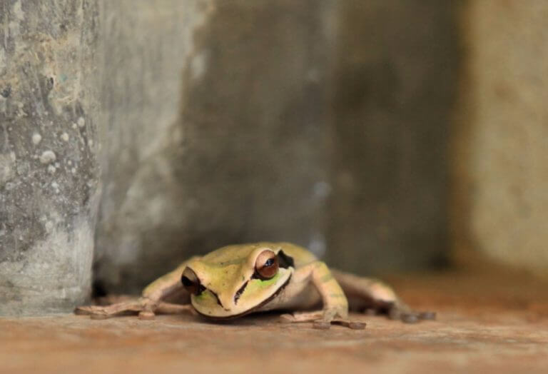 MA 05 - 54 Casa Fantastica Frog